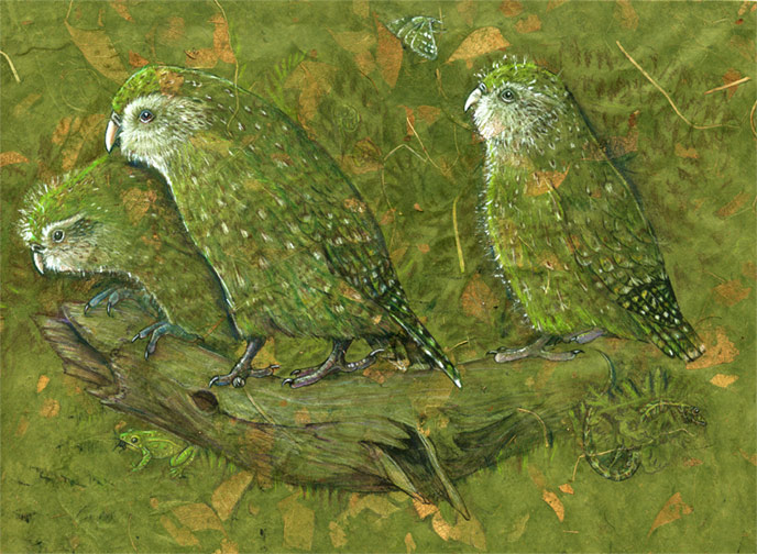 Uçamayan papağan kakapo 4