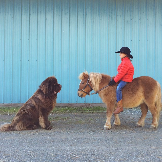 mom-photographs-son-dogs-horse-friendship-stasha-becker-julian-145