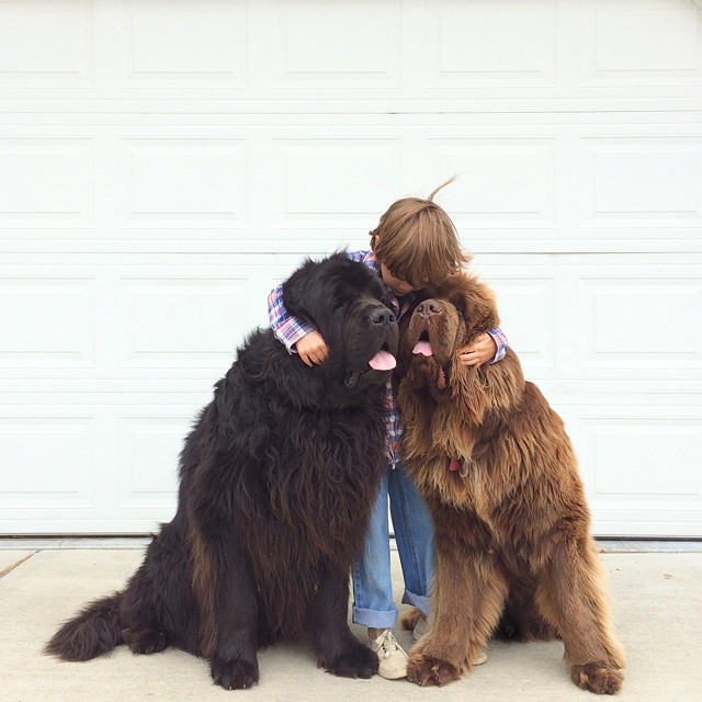 iki köpek ve bir attan oluşan aile 