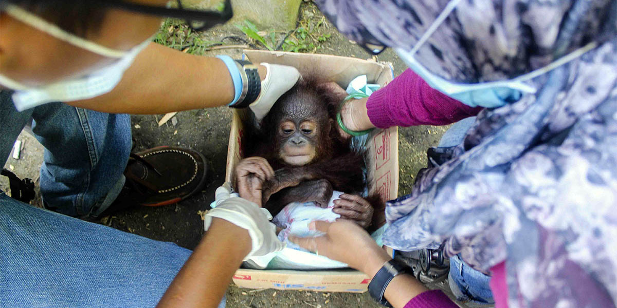 İntiharın eşiğinden sevginin gücüne: Annesiz orangutan Udin