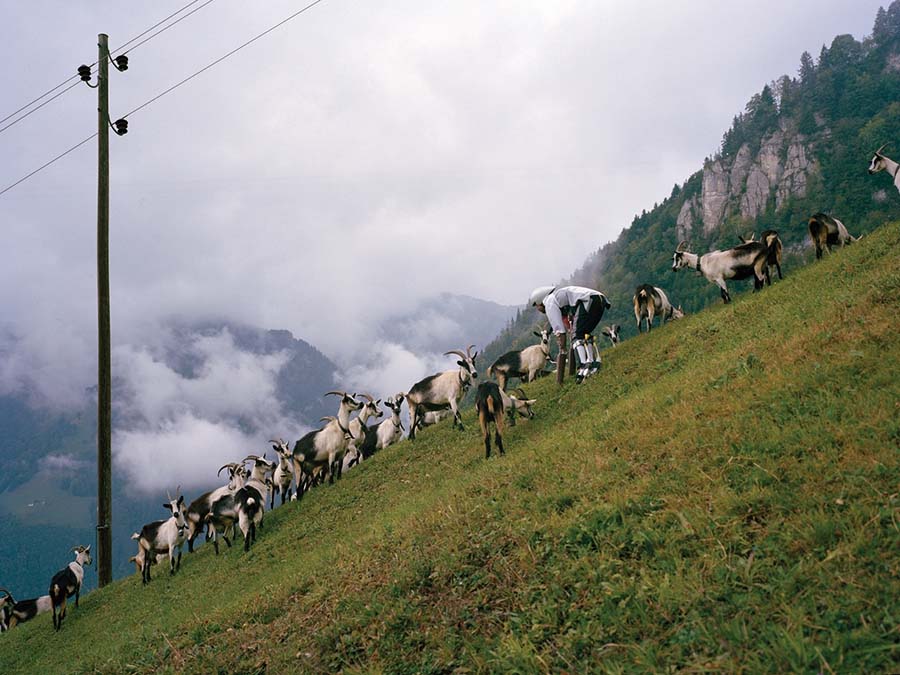 İsviçre Alpleri’nde 3 gün: Bir keçinin gözünden dünyaya bakmak