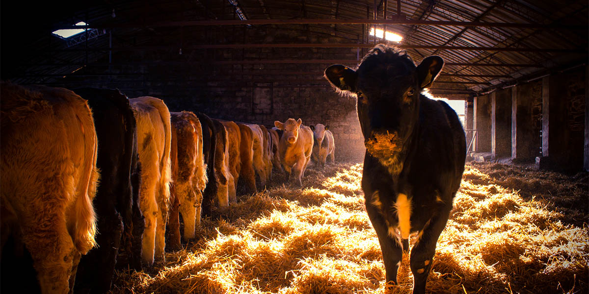 Et tüketimi iklim değişikliğinin etkilerini arttırıyor