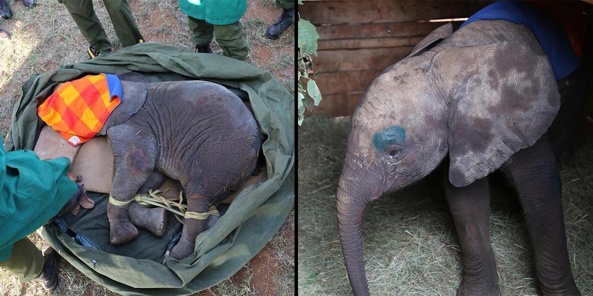 Yaralanmış yavru fil, dramatik kurtarma sırasında ailesi için ağlıyor
