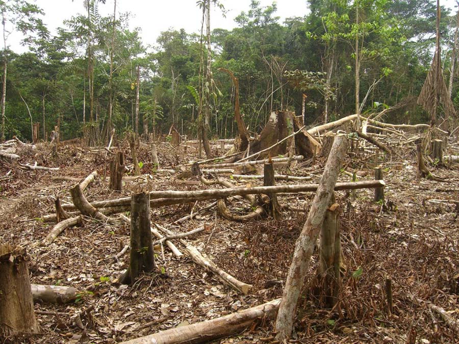 Kontrolsüz kereste kesimi Mozambik ormanlarını ormansızlaştırıyor 2