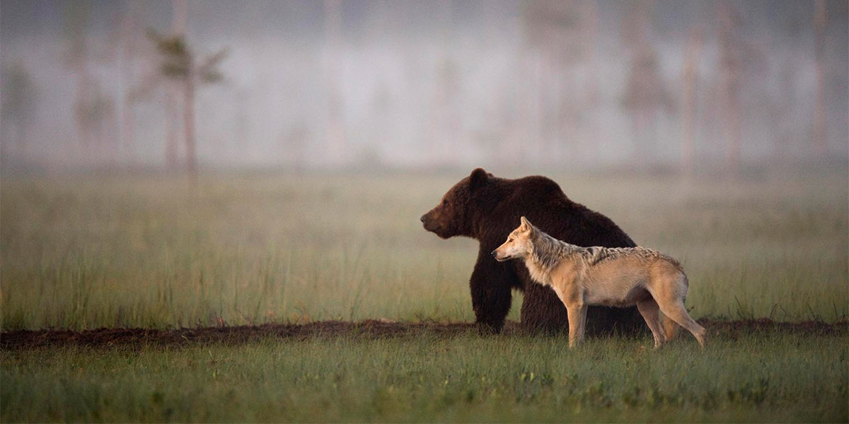 Doğanın kucağındaki dostluk: Gri kurt ve boz ayı