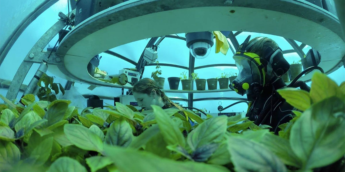 Nemo’nun Bahçesi: Akdeniz suları altında alternatif bahçe tarımı