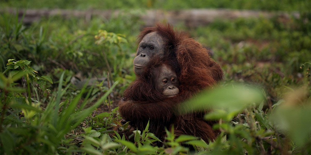 Bir de orangutanlardan dinleyelim: Palm yağı gerçekleri