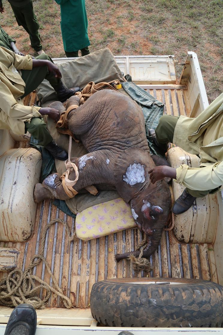 Yaralanmış yavru fil, dramatik kurtarma sırasında ailesi için ağlıyor 3