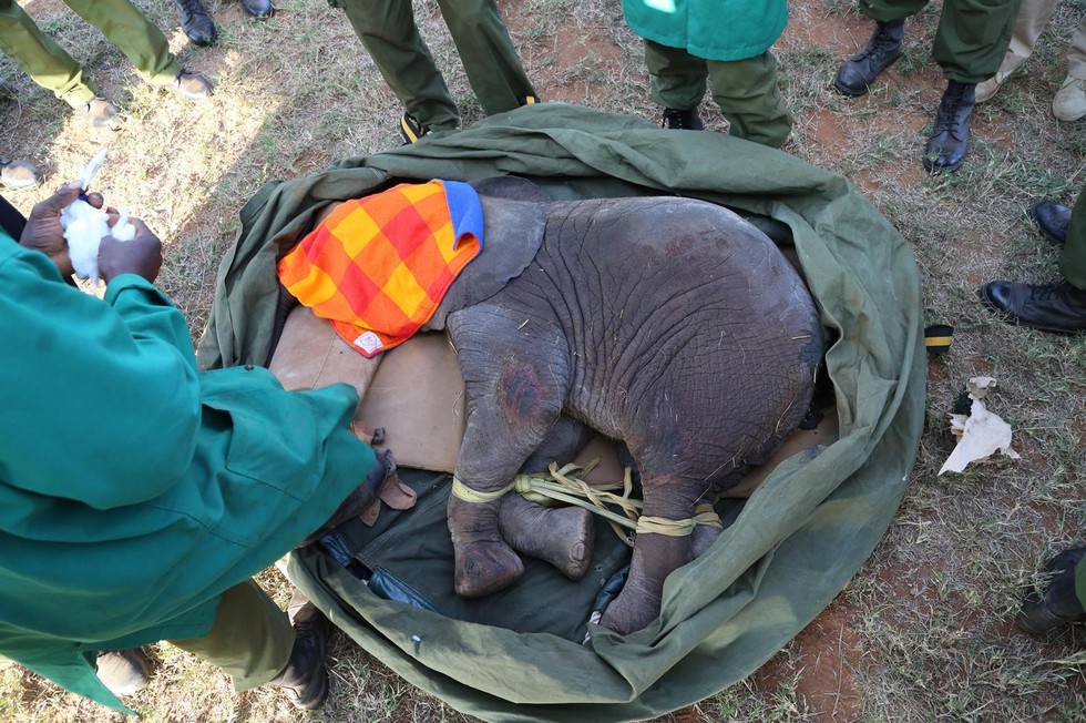 Yaralanmış yavru fil, dramatik kurtarma sırasında ailesi için ağlıyor 4