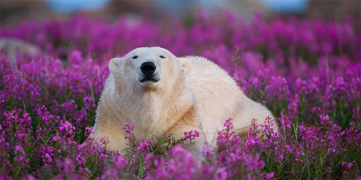Yaz gelince “çiçek açan” kutup ayıları!