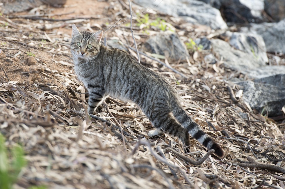 Avustralya kedi katliamı gerçekten gerekli mi? Gaia Dergi