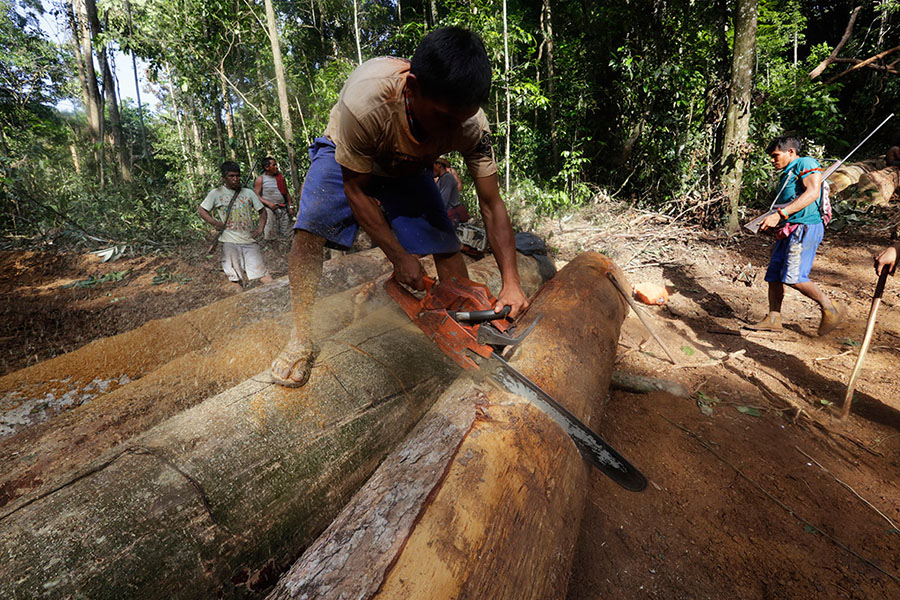 Ka’apor kabilesinden bir kişi yasa dışı bir şekilde kesilmiş ağaçları kullanmak üzere testereyle kesiyor (Fotoğraf: Lunae Parracho/Reuters)