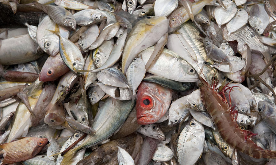 Assorted fish and crustacean brought up by a trawler in Kudat Bay, Sabah, Malaysia. 26 June
