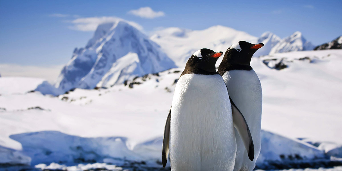 Eşcinsel penguenler heteroseksüel penguenlerin yumurtalarını çalıyor