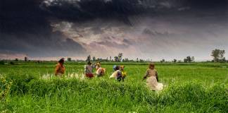 Hindistan'daki bağımsız çiftçiler yeni bir "Yeşil Devrim"e hazırlanıyor