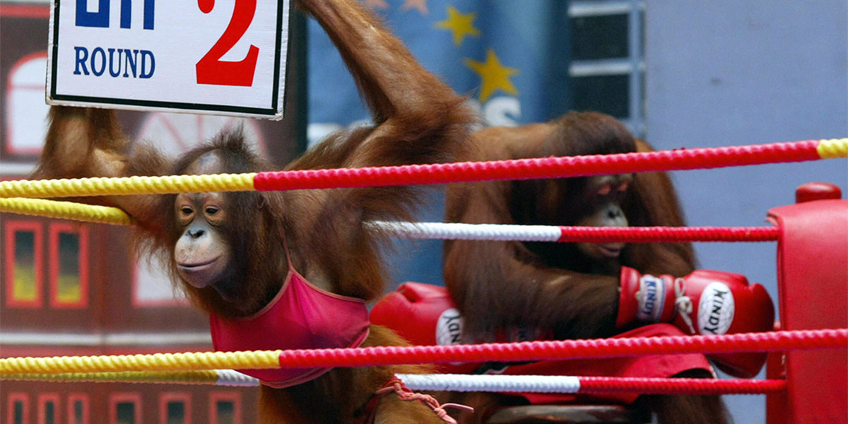 Komik değil acımasızca: Orangutan boks maçları