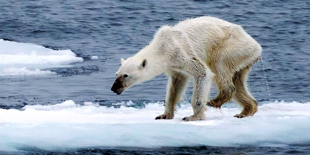 İnsanın yeryüzüne etkisi: Kutup ayıları reklamlardaki gibi değiller