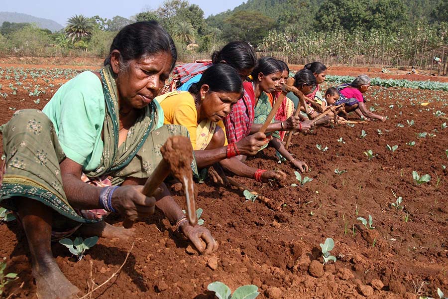 Hindistan'daki bağımsız çiftçiler yeni bir 