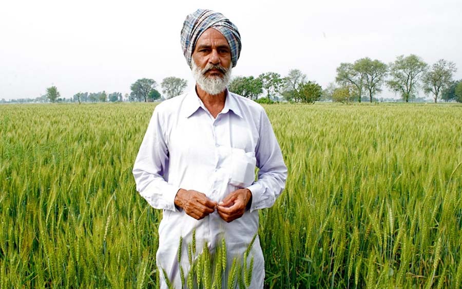 Punjab’ın Chaina köyünde organik yöntemlerle tarım yapan çiftçi Amarjit Sharma. Kaynak: Aljazeera America.