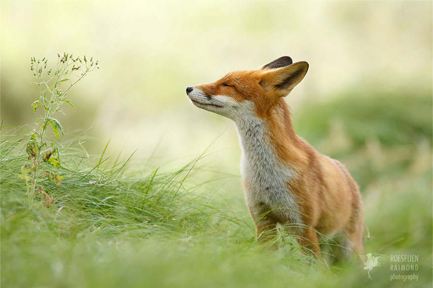 zen-foxes-2