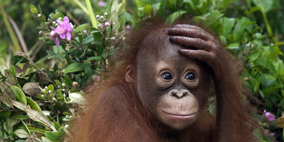 5 aylık bebek orangutan Gito ölümden kurtarıldı