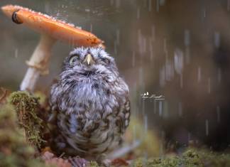 Yağmur bastırınca mantarı şemsiye niyetine kullanan bu baykuşa bayılacaksınız