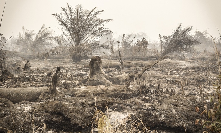 21. yüzyılın en büyük çevre felaketi Endonezya’da yangın ve pus 4