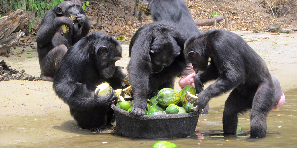 Bir adaya terk edilen eski deney şempanzeleri, ellerindeki yiyecekleri paylaşıyor