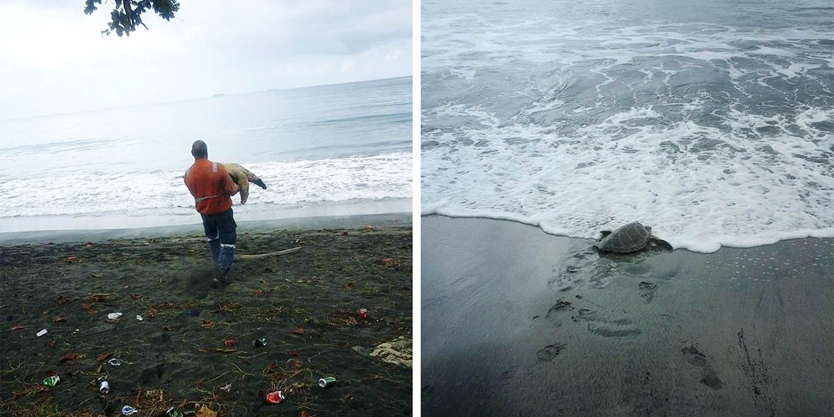 Kaplumbağaları gıda pazarından satın alıp onları denize geri bırakıyor