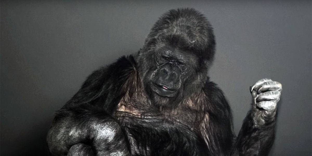 Goril Koko’dan insanlara mesaj var: “İnsanlar aptal, dünyayı kurtarın”