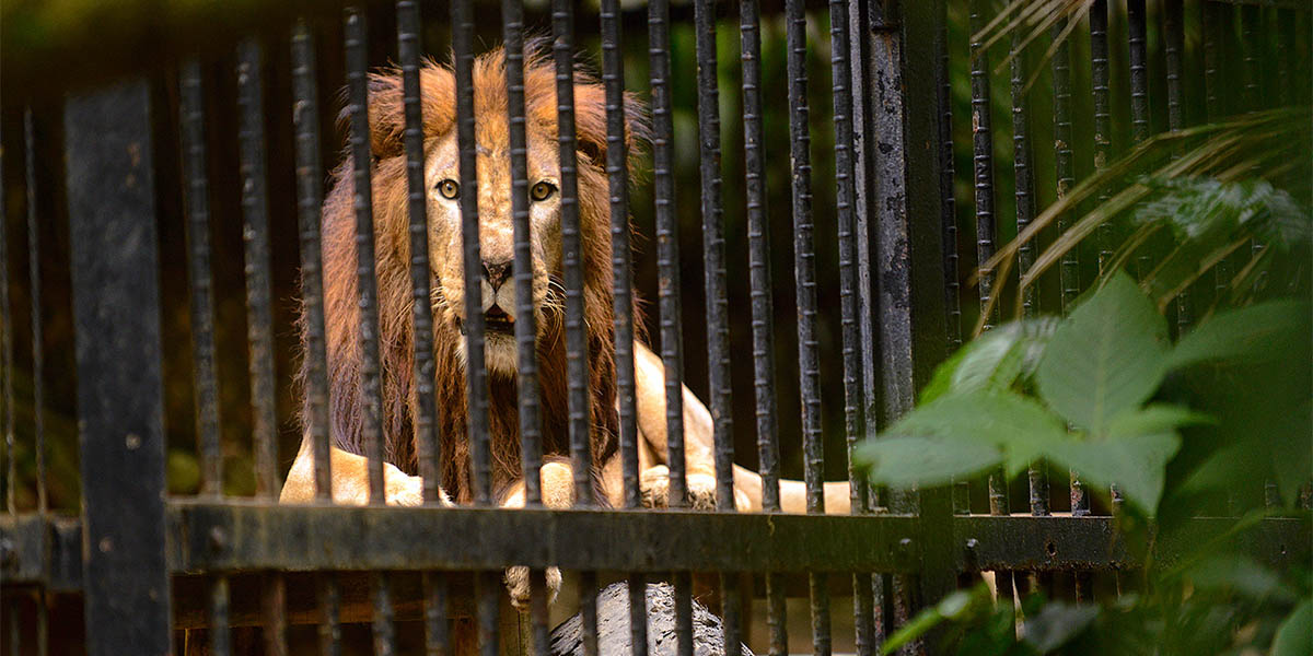 Kosta Rika gerçekten de hayvanat bahçelerini kapatıyor mu?