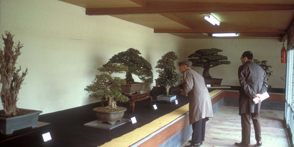 Hiroşima’dan sağ çıkan 390 yaşındaki ağaç