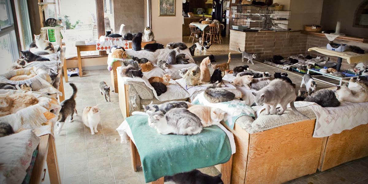 Kediler kraliçesi evini 1100 kediyle paylaşıyor