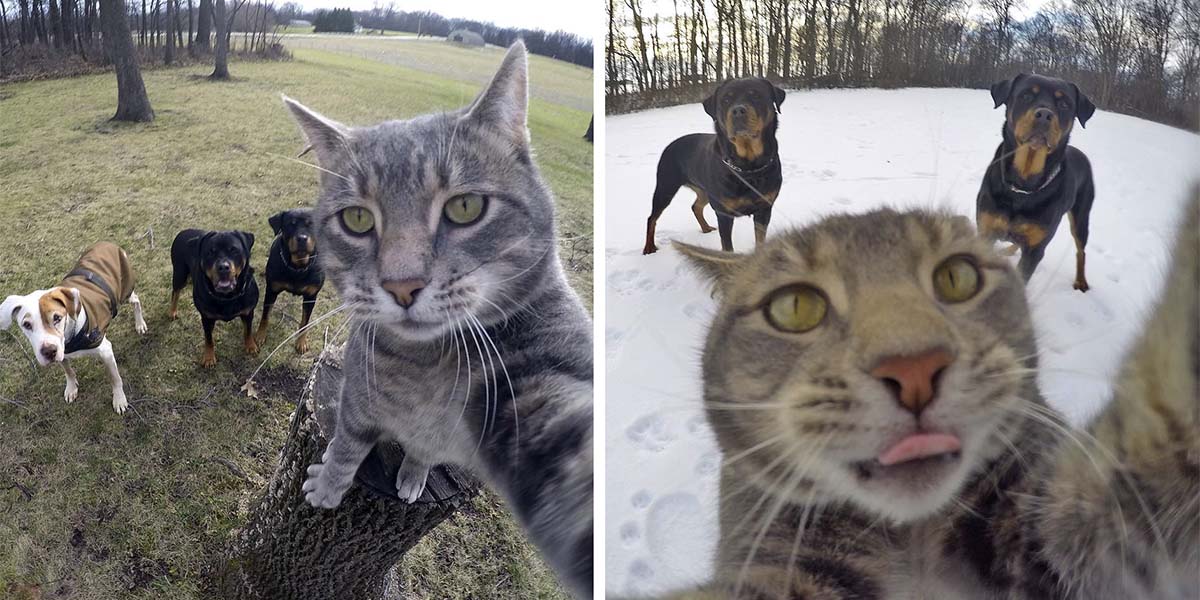 Şans eseri selfie çekmeyi öğrenen Kedi Manny internet fenomeni oldu