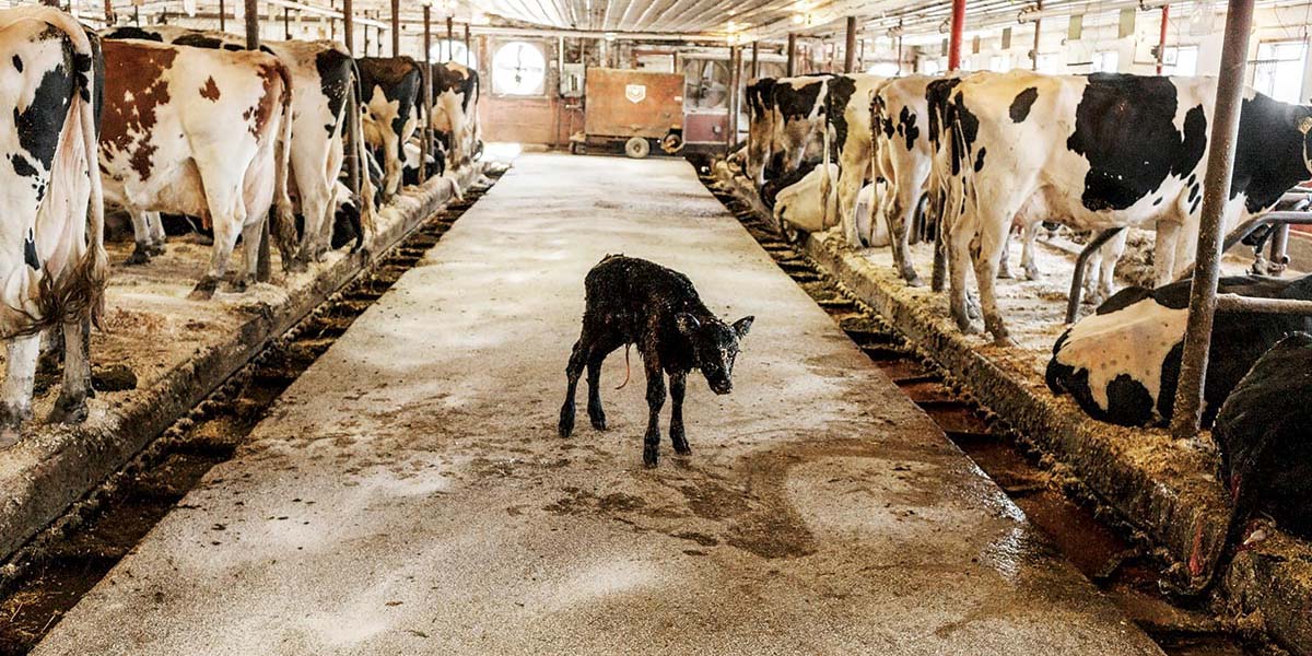 Süt endüstrisinin bilmenizi istemediği 10 önemli gerçek