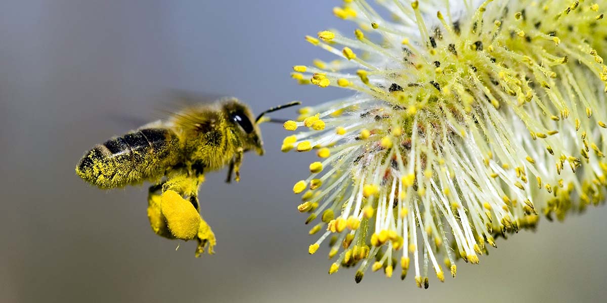 Dünya üzerindeki tüm arılar ölür ise insanlara ne olur?