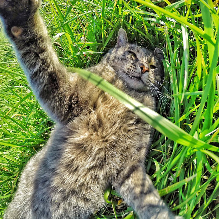 manny Şans eseri selfie çekmeyi öğrenen Kedi Manny internet fenomeni oldu