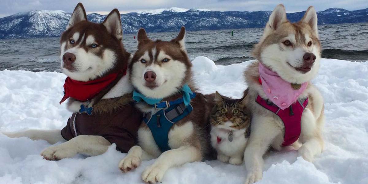Sibirya kurtlarının ölümden kurtardığı kedi, onların en iyi arkadaşı oldu