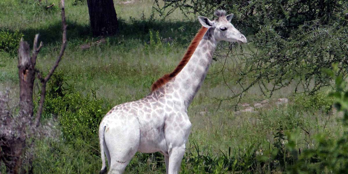 Tanzanya’da eşi benzeri olmayan beyaz zürafa görüldü