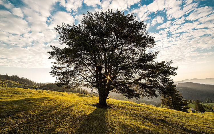 2_hugging-trees-is-good-for-you