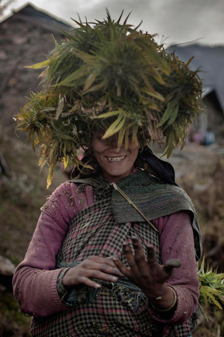 3_Himalayan-cannabis-village