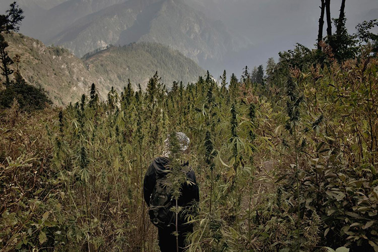 4_Himalayan-cannabis-village