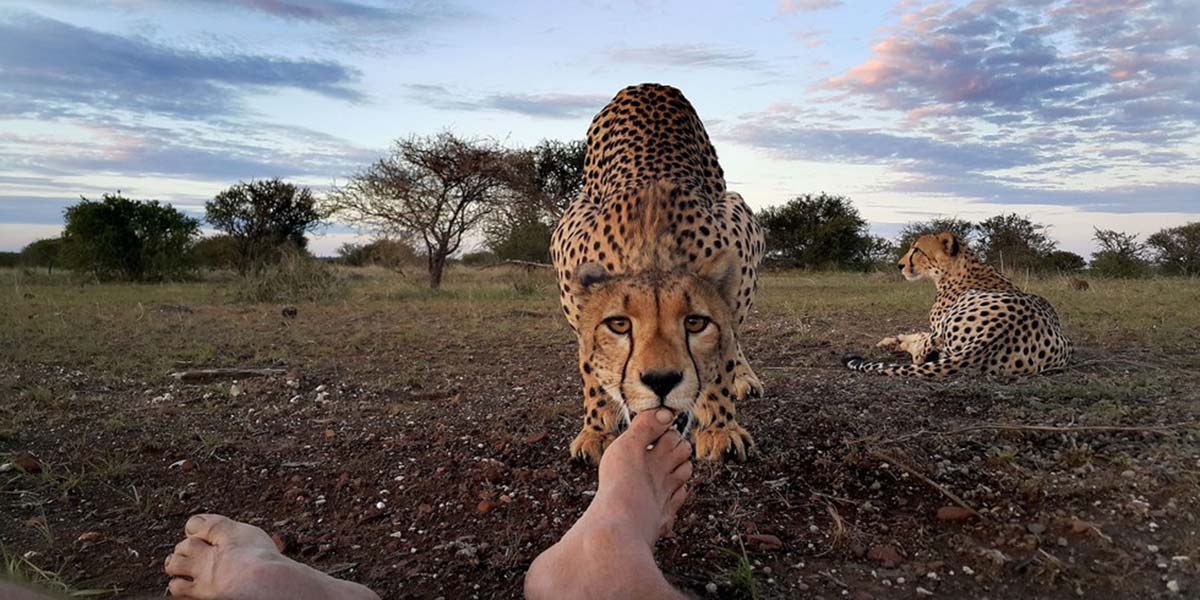 Çita ve fotoğrafçının birazcık garip hikâyesi