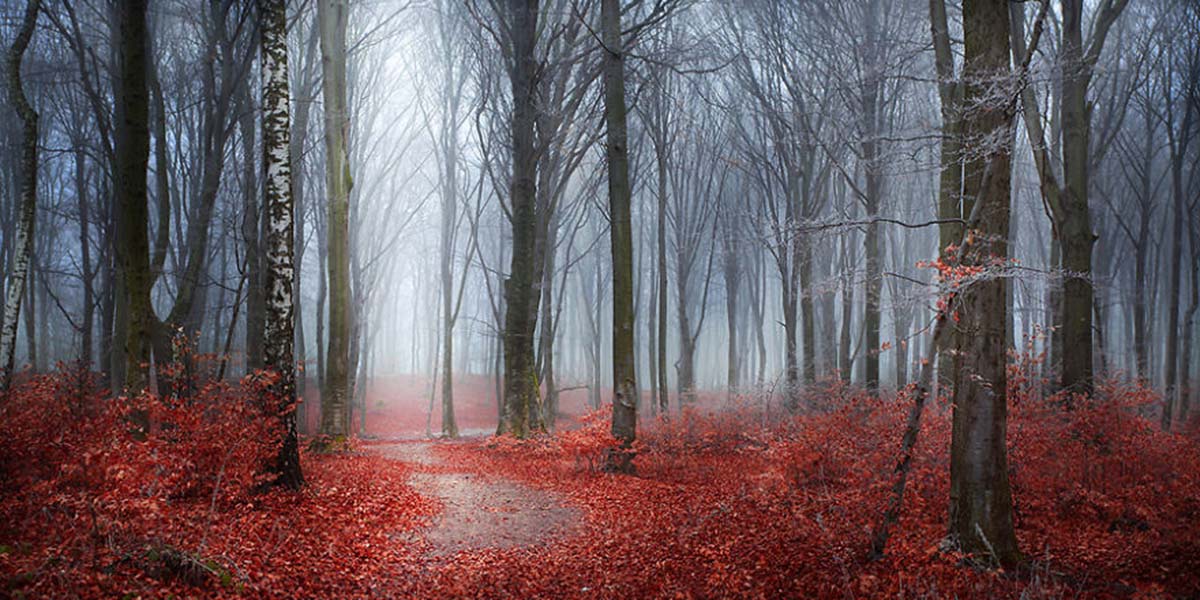 “Ormanların Hikâyeleri” ve Arnavutluk’tan gelen güzel haber