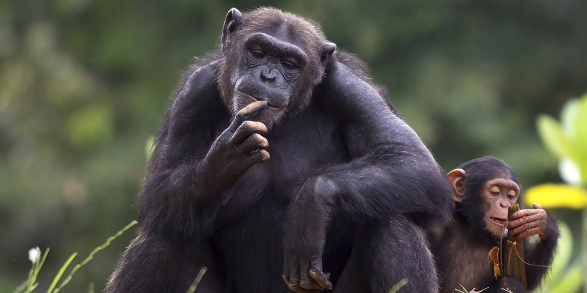 Şempanzeler bizlere gerçekten insan olmayı nasıl öğretebilir?