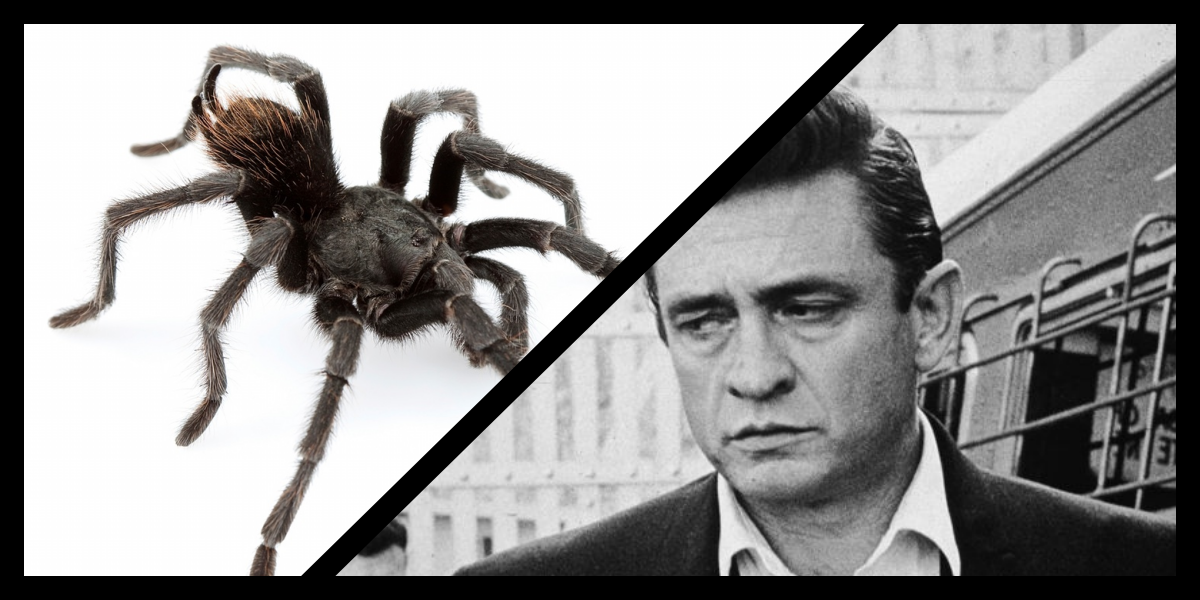 Folsom cezaevi yakınlarında bulunan yeni bir tarantula türüne Johnny Cash’in adı verildi
