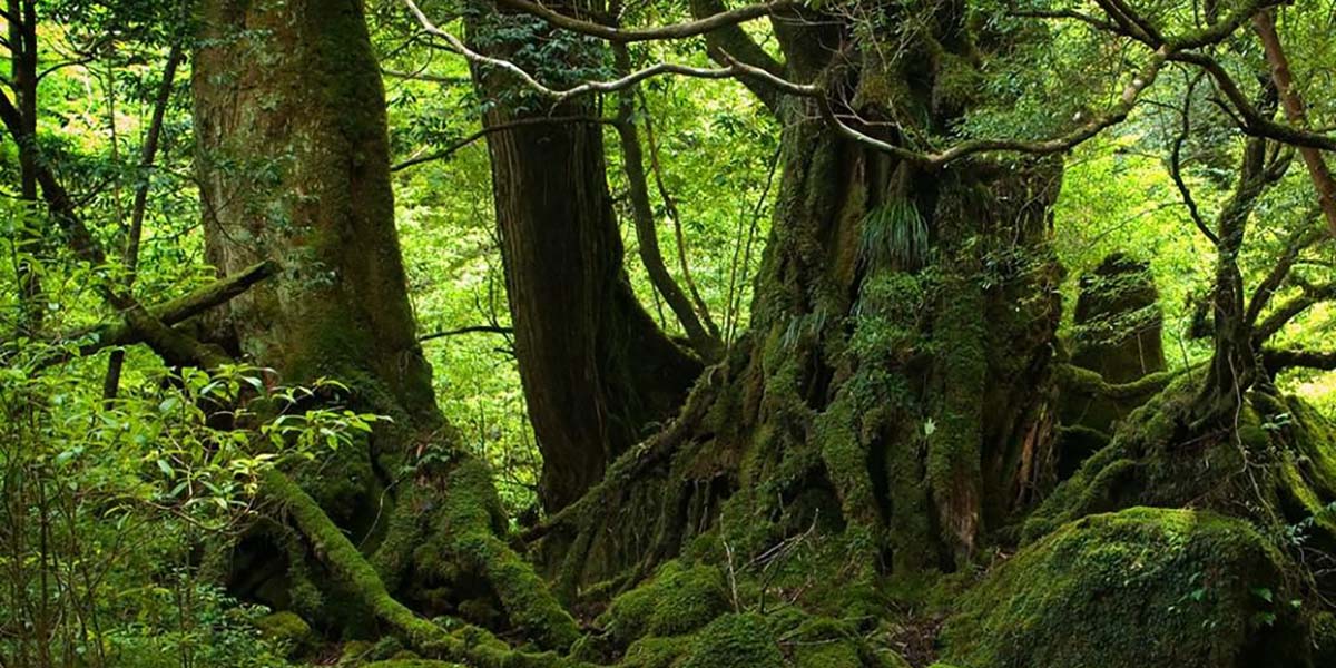 Orman ağaçları sosyal varlıklardır