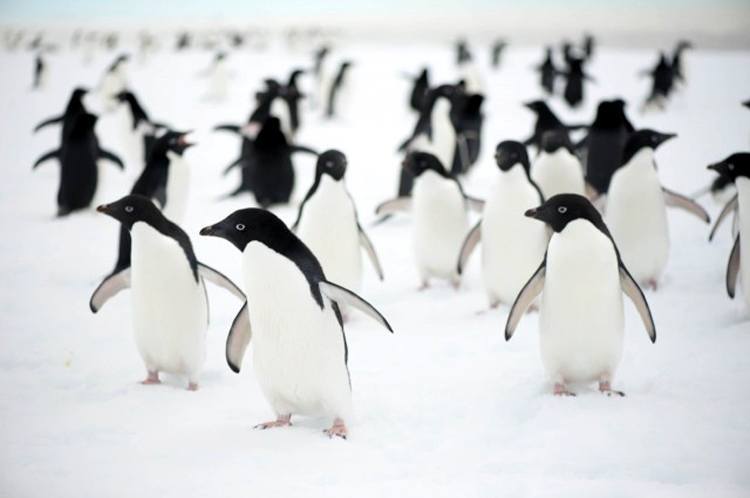 Bu adelie penguenleri deniz buzu kıyısı boyunca yayılıyorlar ancak okyanustan çok uzakta sıkışıp kalınca ne yazık ki ölüyorlar. Fotoğraf: Annette Turney / Australian Antarctic Expedition 2013-14.