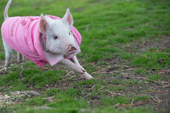 sweet little rescued pig has no idea she has not a sheep 1