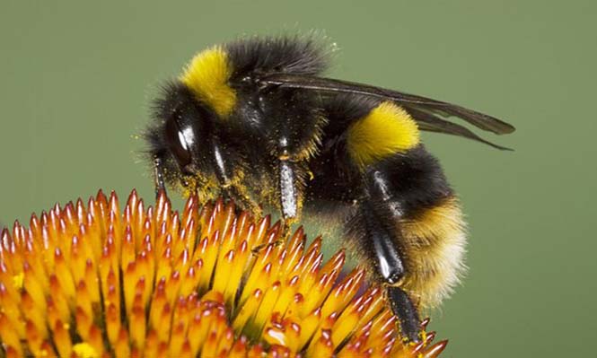 A-buff-tailed-bumblebee